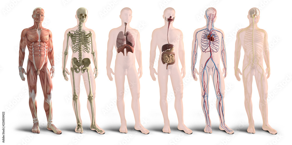 Digital 3d render of human body organs