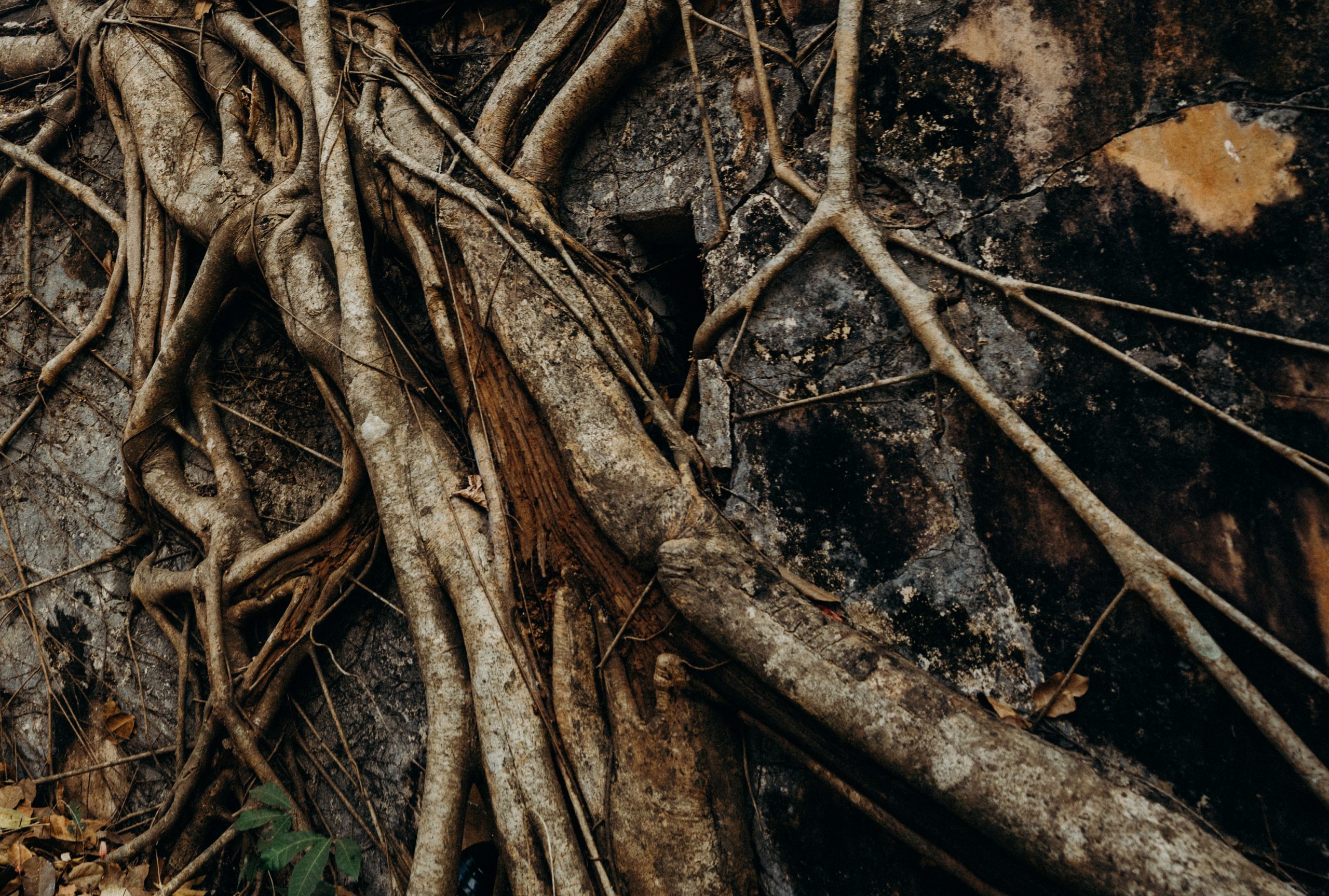 Brown tree branch on brown wooden surface