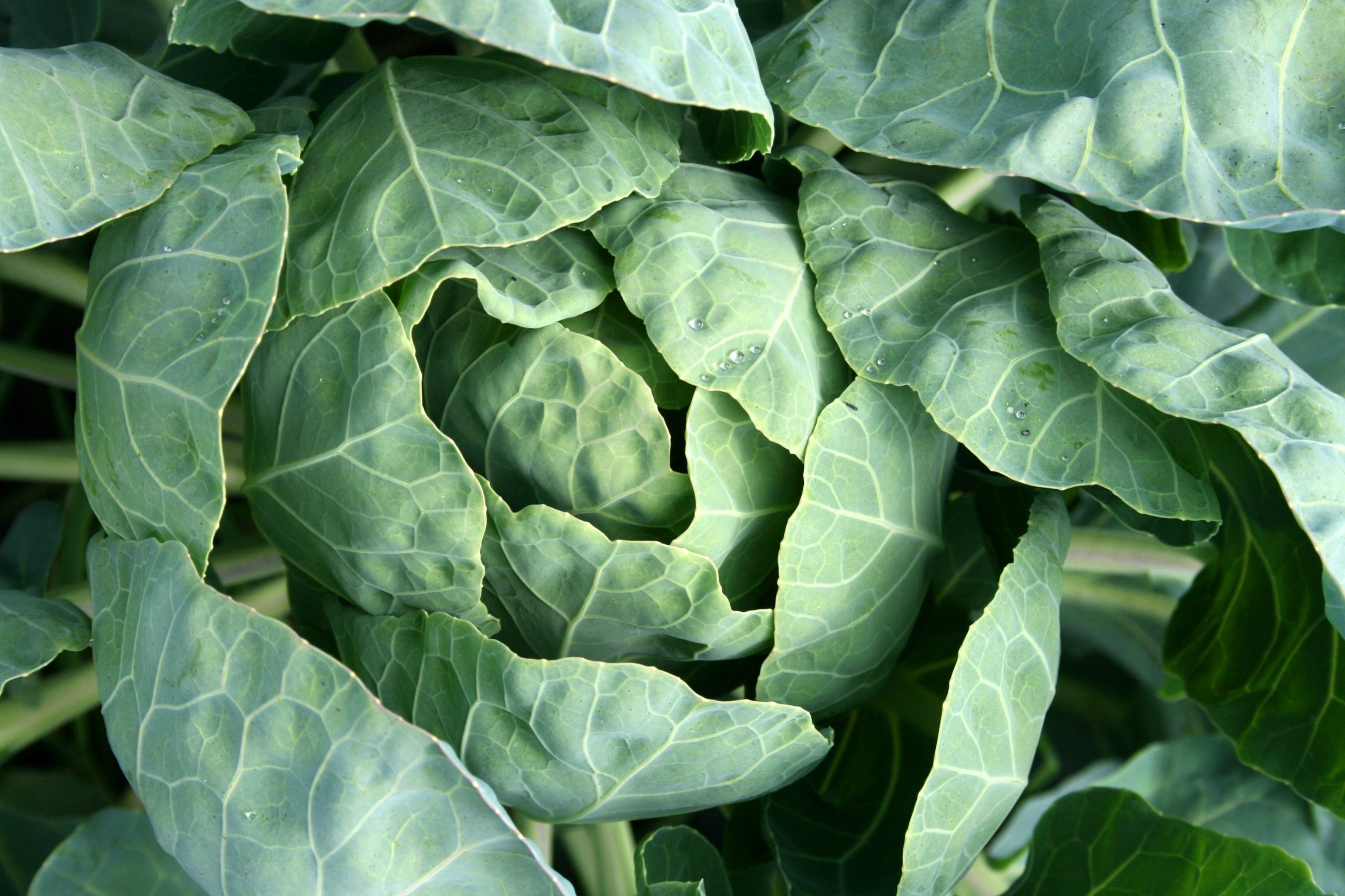 Close up shot of fresh green cabbage